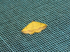 Hemeroplanis scopulepes