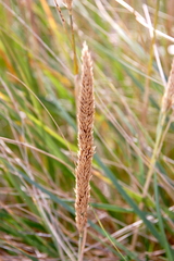 Ammophila breviligulata