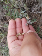 Astragalus hypoleucus