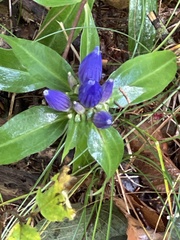 Gentiana andrewsii