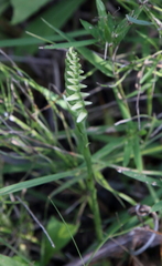 Spiranthes incurva
