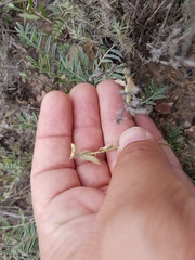 Astragalus hypoleucus
