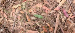 Cryptostylis