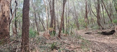 Cryptostylis