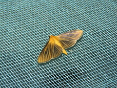 Phostria
