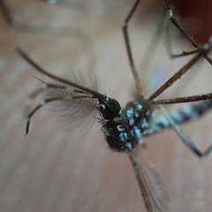 Aedes aegypti