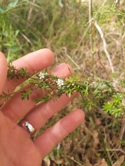 Taxandria parviceps