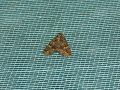 Condica