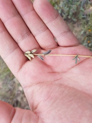 Astragalus hypoleucus