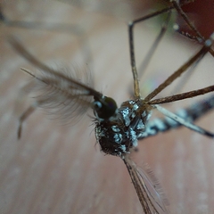 Aedes aegypti