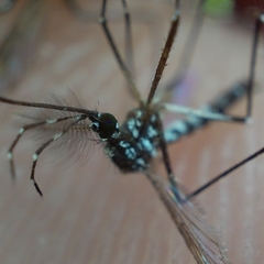 Aedes aegypti