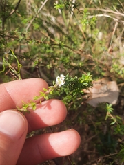 Taxandria parviceps