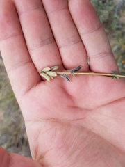 Astragalus hypoleucus