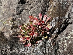 Micranthes petiolaris