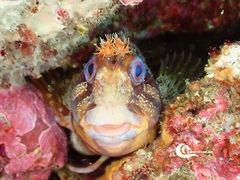 Parablennius gattorugine