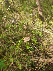Taxandria parviceps