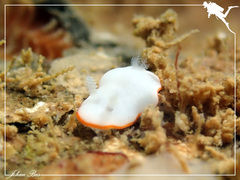 Goniobranchus albonares