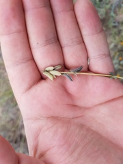 Astragalus hypoleucus