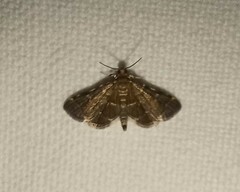 Anageshna primordialis