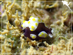 Colpodaspis thompsoni