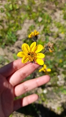 Simsia amplexicaulis