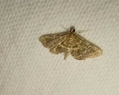 Anageshna primordialis