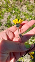 Simsia amplexicaulis