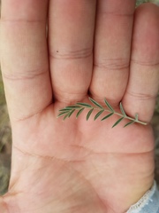 Astragalus hypoleucus