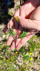 Simsia amplexicaulis