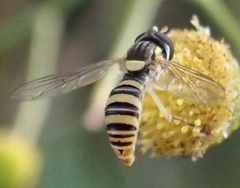 Sphaerophoria contigua