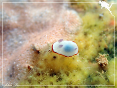 Goniobranchus rubrocornutus
