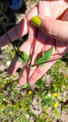 Simsia amplexicaulis