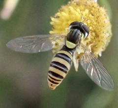 Sphaerophoria contigua