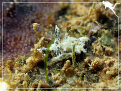 Goniodoris joubini