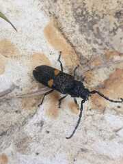 Ozodera callidioides