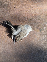 Polioptila melanura