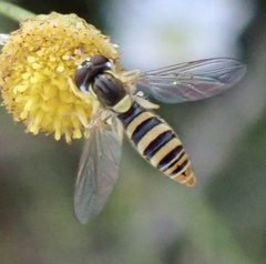 Sphaerophoria contigua