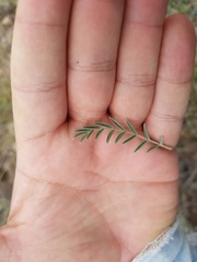Astragalus hypoleucus
