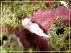 Verconia simplex