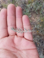 Astragalus hypoleucus