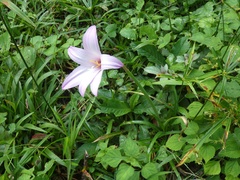 Zephyranthes carinata
