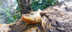 Tropidurus catalanensis