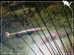 Dunckerocampus chapmani