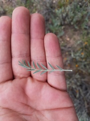 Astragalus hypoleucus