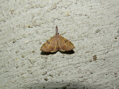 Mellilla xanthometata