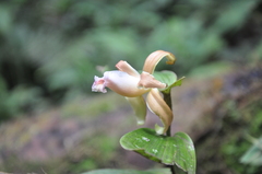 Sobralia atropubescens
