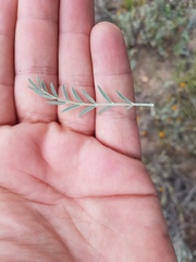 Astragalus hypoleucus