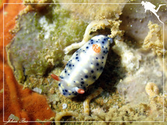 Hypselodoris infucata