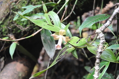 Sobralia atropubescens