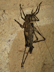 Gongrocnemis